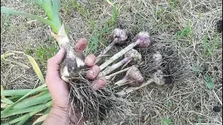 Состояние чеснока и лука.Полив,грибки,сорняк.