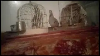 Кабки Помир