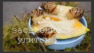 ЗАСЕЛЕНИЕ УЛИТОК