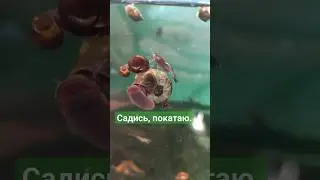 Улитка катает пассажиров по аквариуму 