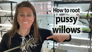 Unleash the Potential of How to Root Pussy Willows With this Complete Guide