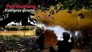 Pas disarangnya ikan gurame berkumpaul//langsung dibakar ditempat..#mancingikangurame #hokimancing
