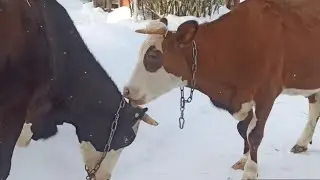 РАЗГРЕБАЕМСЯ ПОСЛЕ МОРОЗОВ😱 У МЕНЯ НЕТ СЛОВ...ВОТ ТАКАЯ КОРОВЬЯ ЛЮБОВЬ😍