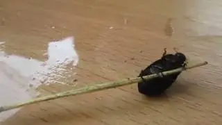 Жук танцует break dance! Никто над ним не издевался!