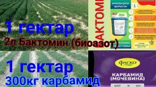 Бир гектар бугдойга 300кг карбамид ва яна 1гектарга 2л Бактомин (биоазот) беридик. тел 90 620 60 08