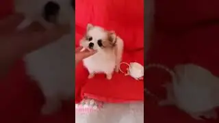 Девочка породы шпиц.