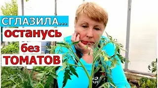 Останусь без томатов и перцев в этом году. Сглазила или сожгла? Включила реанимацию