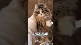 Уличный кот нашёл их  пропавшего кота 