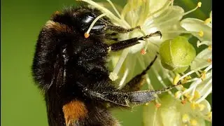 Dr Victor Fursov в эфире! BEES, WASPS, BUMBLEBEES, PARASITOIDS on Flowers. Solitary & Social Wasps.