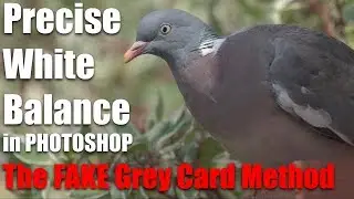 Precise White Balance in Photoshop - The FAKE Grey Card Method