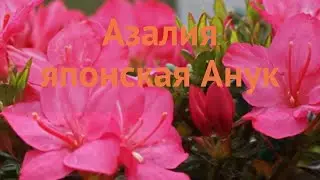 Азалия японская Анук (azalea japonica anouk) 🌿 азалия Анук обзор: как сажать саженцы азалии Анук