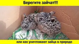 Берегите зайчат или как уничтожают зайца в природе