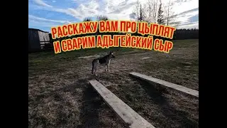 Расскажу про цыплят и сварю адыгейский сыр