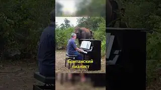 🐘Лечит Слонов Музыкой🎵