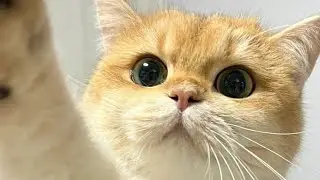 Приколы с котами и собаками, которые невозможно забыть | LOL Animals Compilation