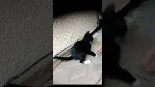 Маленькие котятки 
