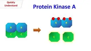 Protein Kinase A
