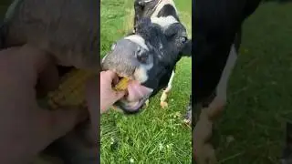 An old cow that is 100 years old  