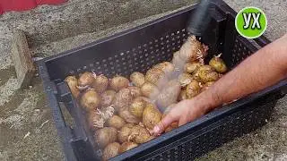 Показываю, как спасаю старый картофель! - Приготовит каждый!