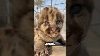 Топ 5 самых милых диких котят 