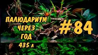 #84 Палюдариум через год. 435 л. Paludarium update after year. 435 l