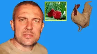 Chicken manure as fertilizer