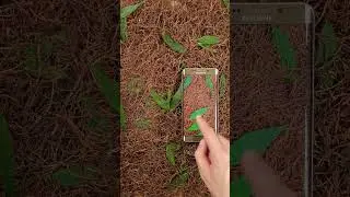 Samsung S24Ultra hidden screen quality display. chek  