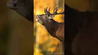 Roaring deer - one of the beautiful animal on planet 