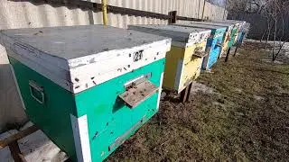 ОБЛЁТ ПЧЁЛ/ВОТ ЧТО ТАКОЕ ОЧИСТИТЕЛЬНЫЙ ОБЛЁТ ЗИМОВАВШИХ ПЧЁЛ! МАССОВЫЙ ДРУЖНЫЙ ВЫЛЕТ!