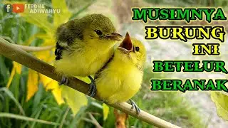 musim burung sirtu cipoh sirpu cipow cito sidum berkembang biak