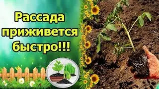 ПОСАДКА ТОМАТОВ В ГРУНТ, БЫСТРАЯ ПРИЖИВАЕМОСТЬ. ОСНОВНЫЕ ПРАВИЛА ПРИ ВЫСАДКЕ РАССАДЫ.