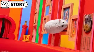 🐹 Hamster in the Awesome Circus Maze 🐹 Homura Ham