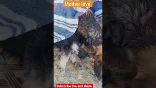 mother's love #shorts #trending #shortsfeed #shortvideo #ytshorts #animals #doglover #dog #1million