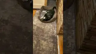 Мамина баловня😍🐾 