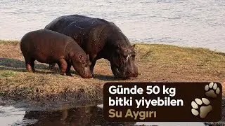 Suyu seven, kocaman ve sempatik bir memeli “Su Aygırı” 
