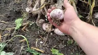 GARLIC DIGED UP! Previous results and how it was.
