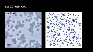 Reconfigurable Assembly of Planar Colloidal Molecules via Chemical Reaction and Electric Movie 1