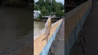 ตกปลาดุกเล ตกกุ้ง ทะเลสาบสงขลา