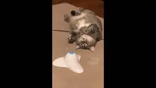 Котовьи привычки.  Видео про кошек.  Смешные кошки