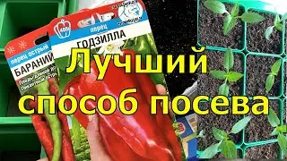 ТЕПЕРЬ СЕЮ ПЕРЦЫ ТОЛЬКО ТАК. Быстрые ВСХОДЫ