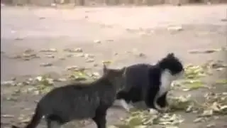 бой кошек