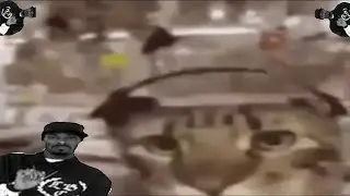 КОТИК ФЛЕКСИТ ПОД Я ЧЕ EБУ ЧТО ЭТО!!!!!