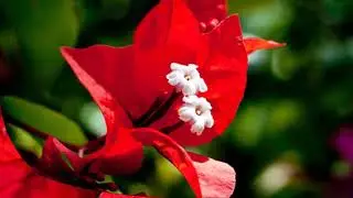 Red Bougainvillea Flower Plants