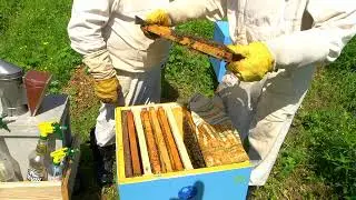 Проверка отводка в улье № 20. Пчеловодство.