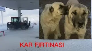 SONUNDA KIŞ GELDİ BEKLENEN KARDA YAĞDI KOYUNLARI NASIL YEMLEDİM