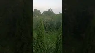 На даче яблоки и облака