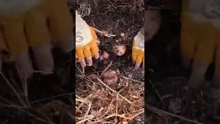 🥔 Planting potatoes sprouts down and harvesting 