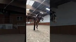 When the sound fits absolutely perfect! 🤩🖤 #horse #equestrian #viral