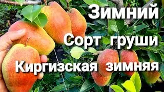 ГРУША КИРГИЗСКАЯ ЗИМНЯЯ / ЗИМНИЕ СОРТА ГРУШИ