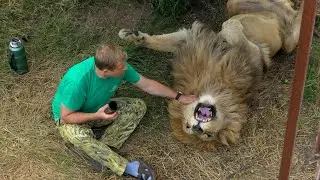 Уходите! ВАМ ЗДЕСЬ НЕ РАДЫ! Чем закончилось чаепитие со львом! Тайган